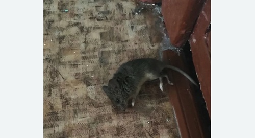 Дезинфекция от мышей в Бугуруслане