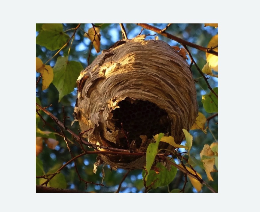 Обработка от шершней в Бугуруслане