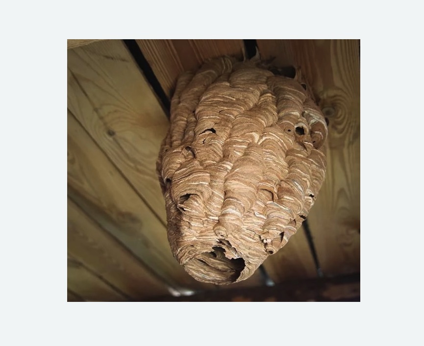 обработка от шершней в Бугуруслане