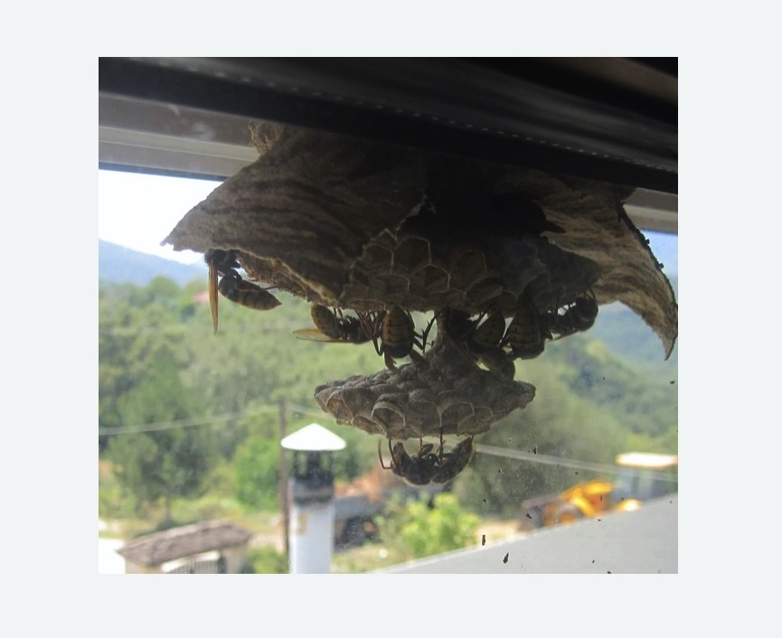 Уничтожение гнёзд шершней в Бугуруслане