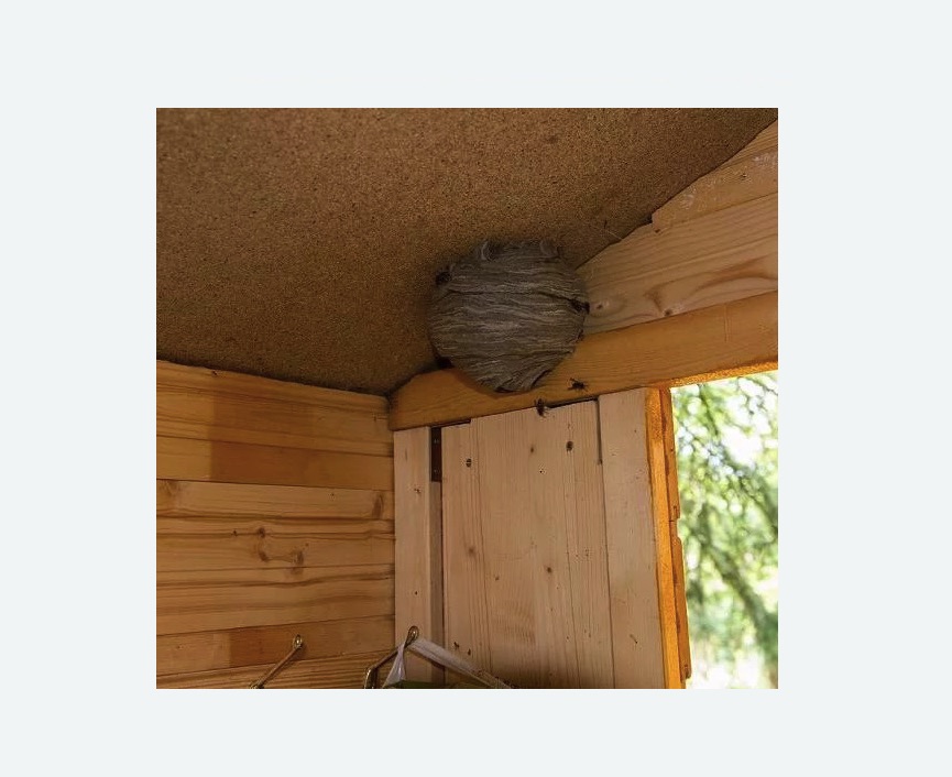 Обработка от ос в Бугуруслане Обработка от ос