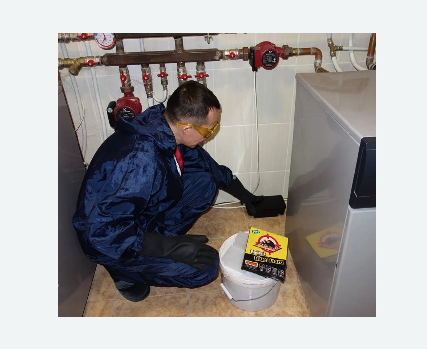 Уничтожение крыс Уничтожение крыс в Бугуруслане