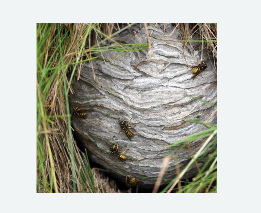 Уничтожение ос и ульев Уничтожение ос и ульев в Бугуруслане